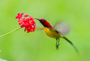 Crimson Sunbird Hovering at Flowers