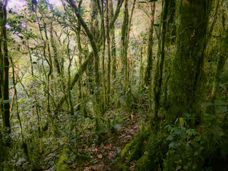 Meratus Mountains Highland Forest Floor, Tropical Rainforest of Borneo, Indonesia.