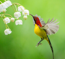Crimson Sunbird Hovering at Flowers