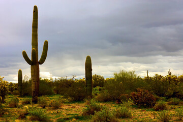 Landscape Sonoran Desert Arizona