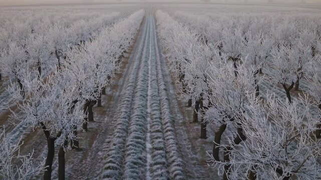 A Winter Orchard Captured in Serene Frost With Rows of Leafless Trees Stretching Into the Misty Horizon, Evoking a Sense of Tranquility
