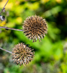 echinops sphaerocephalus