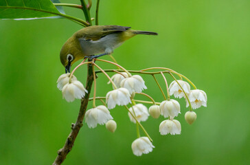 Oriental White-Eye on Blossoms