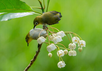 Oriental White-Eye on Blossoms