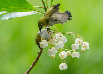 Oriental White-Eye on Blossoms