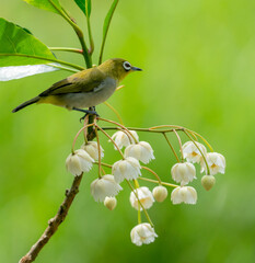 Oriental White-Eye on Blossoms