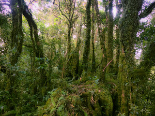 Meratus Mountains Highland Forest Floor, Tropical Rainforest of Borneo, Indonesia.