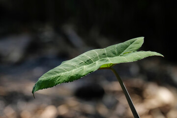 Close up of taro leaves on a dark background. For graphic design, 3D rendering and banners