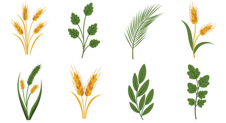 Arrangement of various wheat leaves and plant elements on a white background