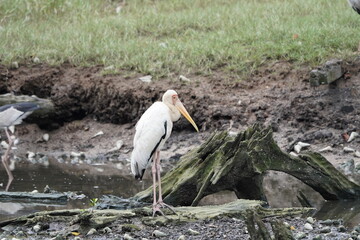 White Ibis (Eudocimus albus) on a marshy land near a pond. White Ibis (Eudocimus albus) walking through shallow water while hunting for food

