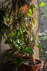 home plants near window