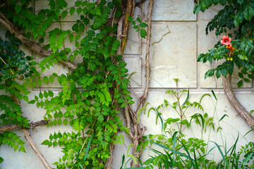 a picture of plants on the wall