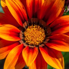 Vibrant close-up of a flower