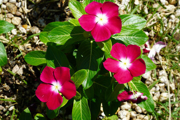 Madagascar periwinkle