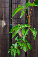 Climbing green leaves of Virginia Creeper against an old wooden fence: nature, gardening, background, ivy.