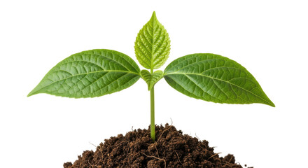 Isolated Seedling