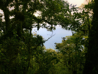 Meratus Mountains Highland Forest Floor, Tropical Rainforest of Borneo, Indonesia.