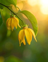Vibrant yellow flowers in golden light