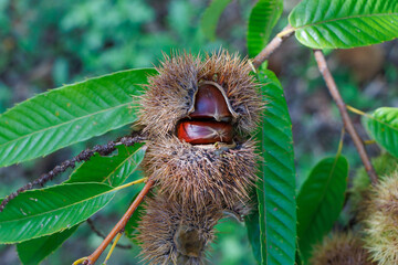 秋の味覚栗の木に実った毬栗
