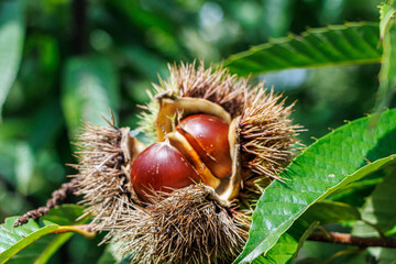 秋の味覚栗の木に実った毬栗
