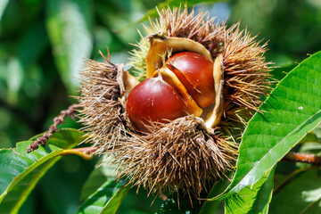 秋の味覚栗の木に実った毬栗
