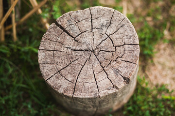Forest depletion leaves cracked tree stump as a reminder of lost ecosystems