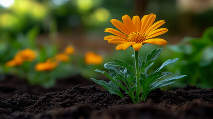 Vibrant orange daisy-like flower emerges from rich dark soil in lush, softly blurred garden setting, symbolizing new beginnings and natural beauty