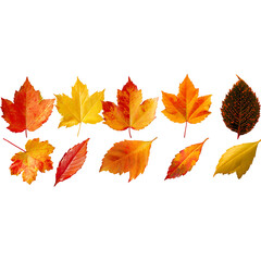 Fototapeta premium set of autumn leaves Cutout 