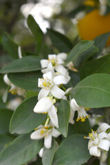 Blossoming orange tree flowers, orange blossoms, Spring harvest, closeup of Orange tree branches with flowers and leaves, buds and leaves, white little flower closeup, Chakwal, Punjab, Pakistan