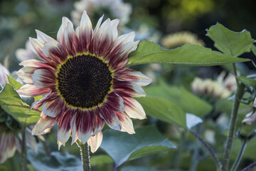 white and red sunflower