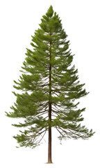 Obraz premium PNG Pine plant tree fir.