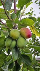 Plum growing on tree. Fresh fruit vegetable patch vertical photo with green tree branche.