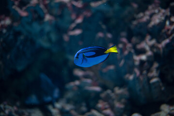 The blue tang, or flag tang, is a species of marine ray-finned fish in the surgeonfish family. It...