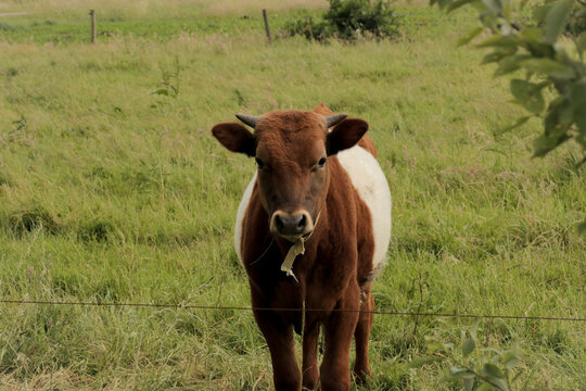 Cute baby cow looking into camera. Cettle in field grazing grass farmland nature landscape.
