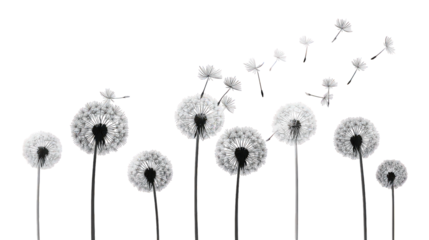 White Dandelions Seeds Blowing in Wind on Black Background