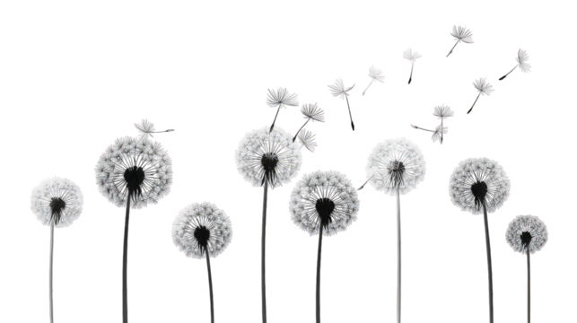 White Dandelions Seeds Blowing in Wind on Black Background