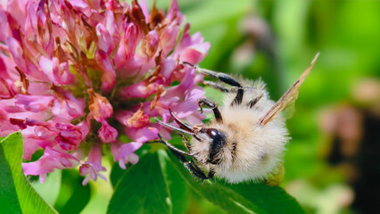 Bumblebee is actively pollinating a wildflower in a lush meadow