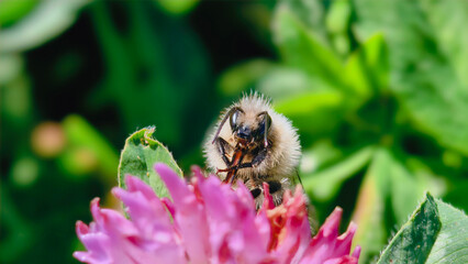 Bumblebee is actively pollinating a wildflower in a lush meadow