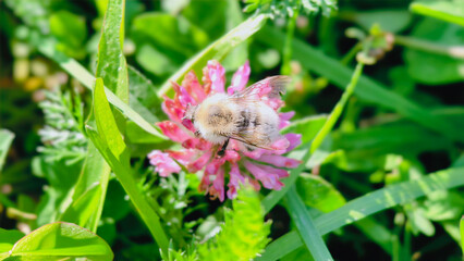 Bumblebee is actively pollinating a wildflower in a lush meadow