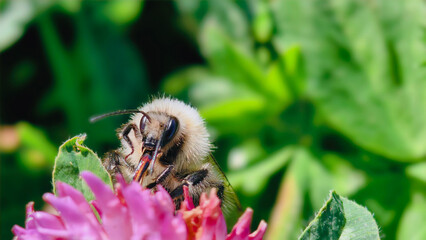 Bumblebee is actively pollinating a wildflower in a lush meadow