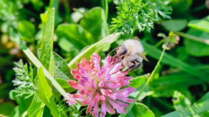 Bumblebee is actively pollinating a wildflower in a lush meadow