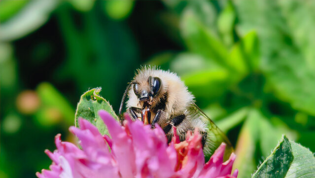 Bumblebee is actively pollinating a wildflower in a lush meadow