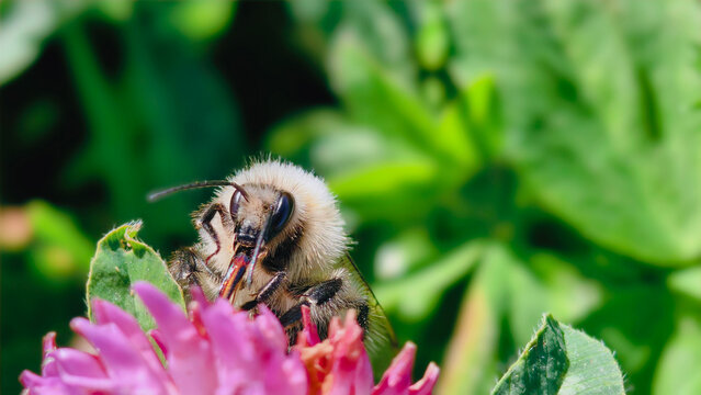 Bumblebee is actively pollinating a wildflower in a lush meadow