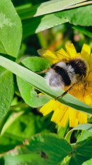 Bumblebee is actively pollinating a wildflower in a lush meadow
