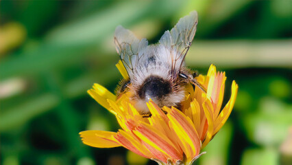 Bumblebee is actively pollinating a wildflower in a lush meadow