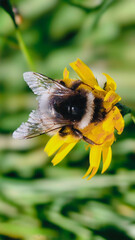 Bumblebee is actively pollinating a wildflower in a lush meadow