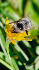 Bumblebee is actively pollinating a wildflower in a lush meadow