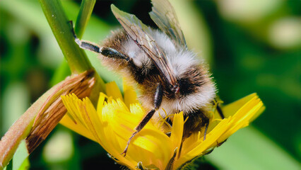 Bumblebee is actively pollinating a wildflower in a lush meadow