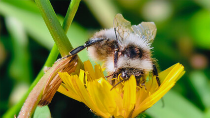 Bumblebee is actively pollinating a wildflower in a lush meadow