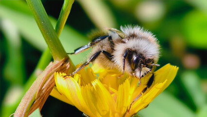 Bumblebee is actively pollinating a wildflower in a lush meadow
